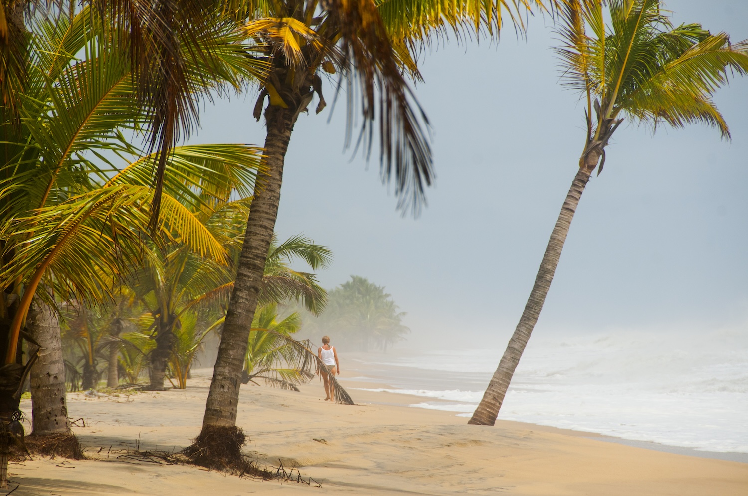 Coconut groove in the sandy beach of Mararikulam, Kerala