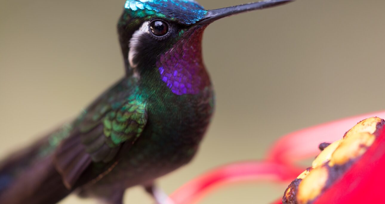 Aventuras de Ecoturismo: Experiencias Únicas en la Naturaleza Costarricense