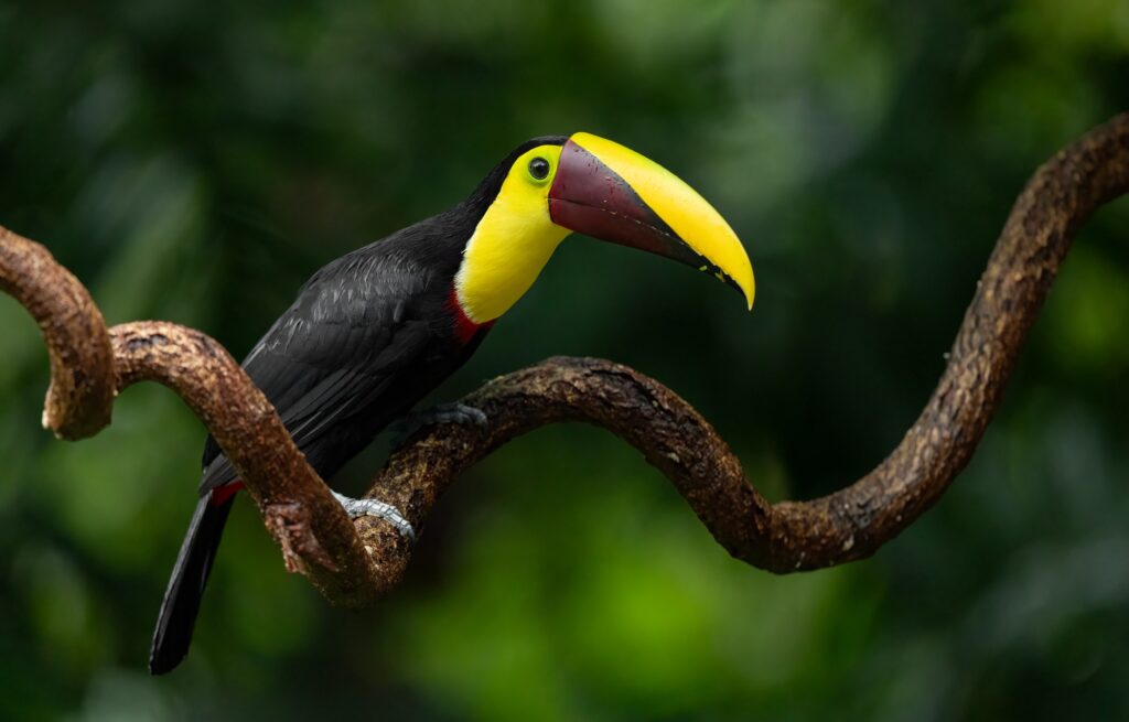 Toucan in Costa Rica